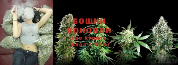 PSILOCYBIN Тайга