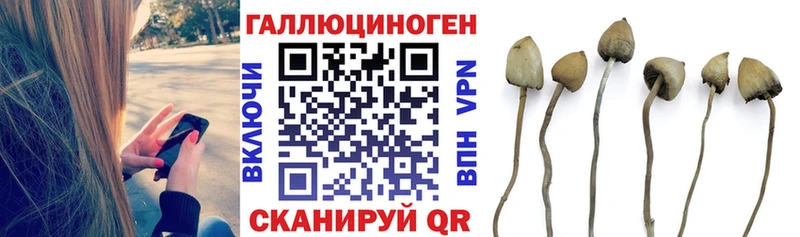 Галлюциногенные грибы Psilocybe  Хадыженск 